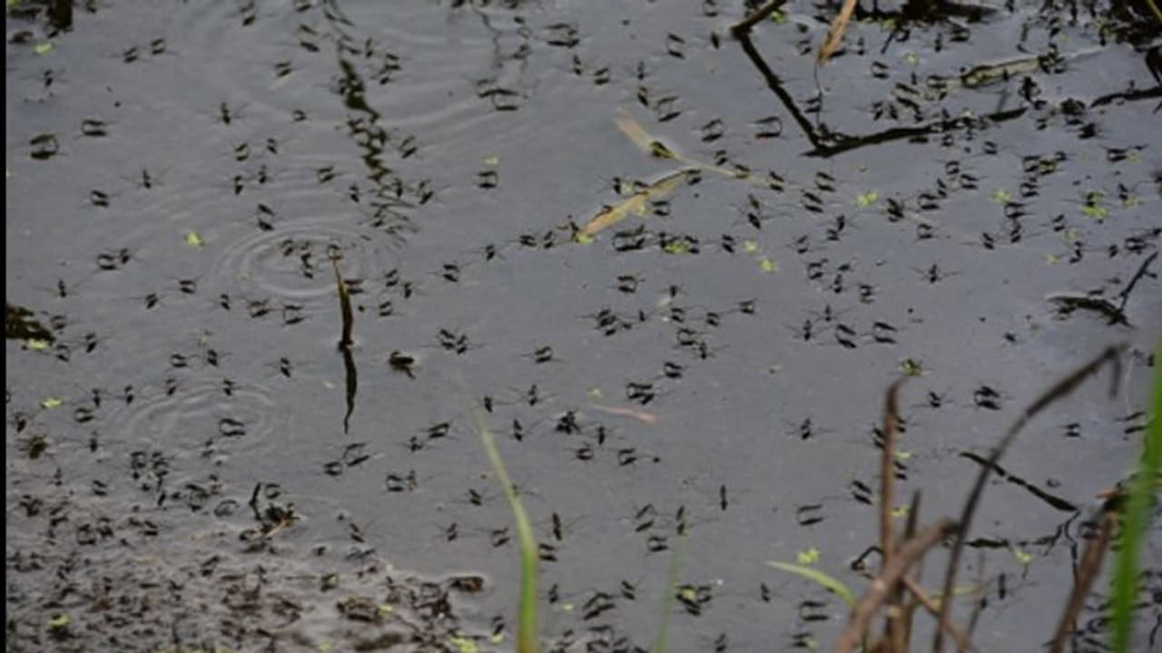 হাবড়ায় ডেঙ্গুতে মৃত অষ্ঠম শ্রেণির ছাত্রী, বসিরহাটে আক্রান্ত এক হাবড়ায় ডেঙ্গুতে মৃত অষ্ঠম শ্রেণির ছাত্রী, বসিরহাটে আক্রান্ত এক