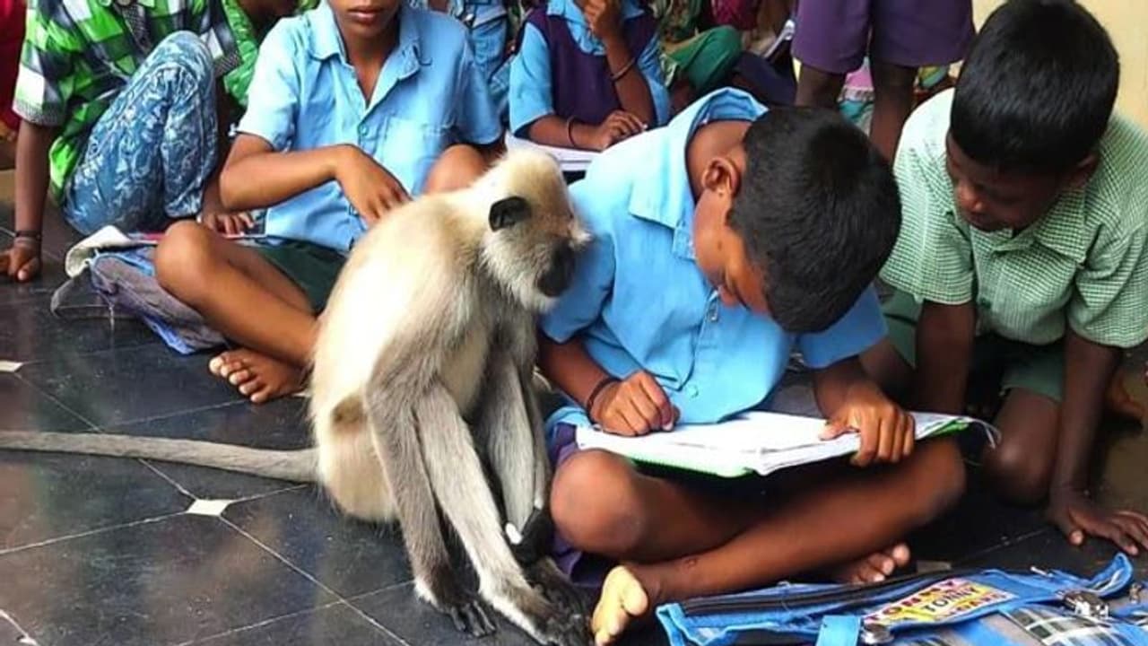 ഇനി 'ലക്ഷ്മി' സ്കൂളിലേക്ക് വരില്ല; നഷ്ടമായത് അനുസരണയുള്ള വിദ്യാര്ത്ഥിയെയെന്ന് അധ്യാപകര് ഇനി 'ലക്ഷ്മി' സ്കൂളിലേക്ക് വരില്ല; നഷ്ടമായത് അനുസരണയുള്ള വിദ്യാര്ത്ഥിയെയെന്ന് അധ്യാപകര്