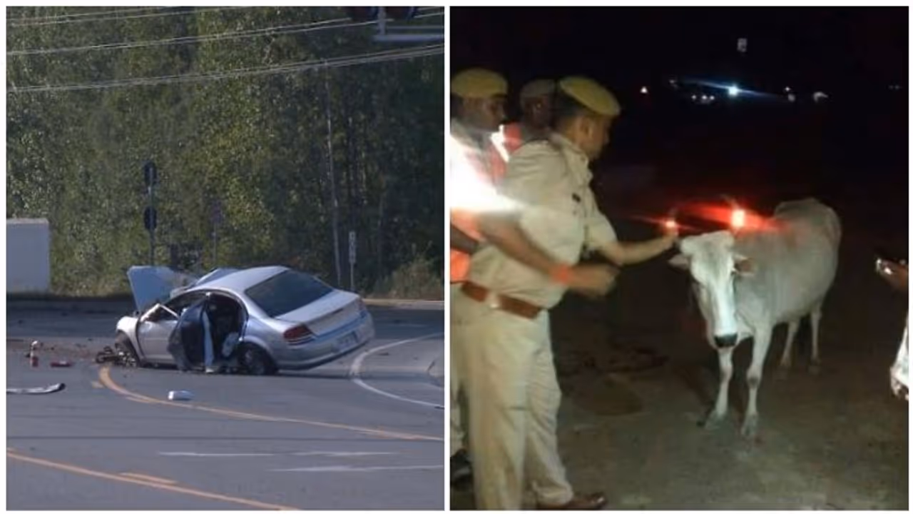 இரவில் மாடுகளால் ஏற்படும் விபத்தை தடுக்க சூப்பர் பிளான் போட்ட உ.பி. அரசு! ஐடியாவை கண்டு அசந்து போன மக்கள்!