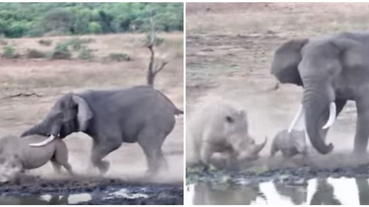 കലിയിളകി കാണ്ടാമൃഗത്തെയും കുഞ്ഞിനെയും ആക്രമിക്കുന്ന കാട്ടാന; ഞെട്ടിക്കുന്ന ദൃശ്യങ്ങള് പുറത്ത് കലിയിളകി കാണ്ടാമൃഗത്തെയും കുഞ്ഞിനെയും ആക്രമിക്കുന്ന കാട്ടാന; ഞെട്ടിക്കുന്ന ദൃശ്യങ്ങള് പുറത്ത്