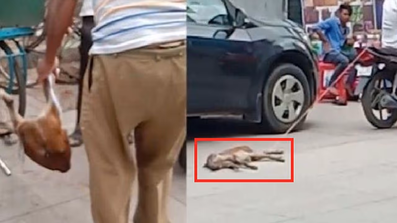 ನಾಯಿಗಿಂತ ಕೀಳಾದ ಮನುಷ್ಯ: ಗೊತ್ತಾ 1 ಕಿ.ಮೀ ಶ್ವಾನ ಎಳೆದೊಯ್ದ ವಿಷ್ಯ?