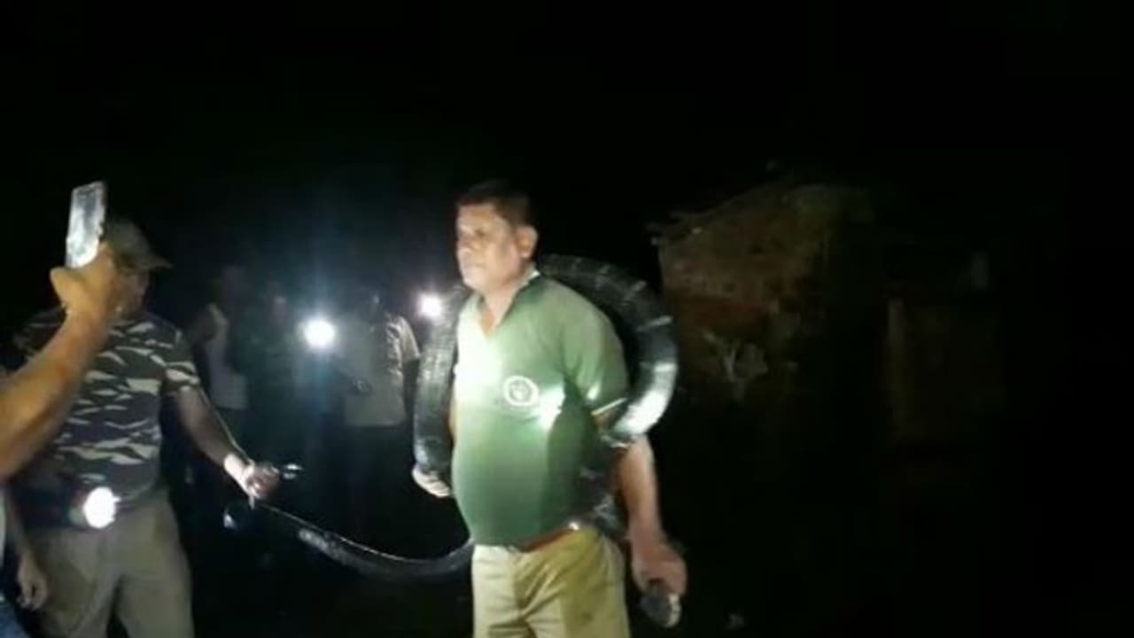 দশ ফুটের কিং কোবরা গলায় জড়িয়ে ছবি, আলিপুরদুয়ারে বনকর্মীর কেরামতি দশ ফুটের কিং কোবরা গলায় জড়িয়ে ছবি, আলিপুরদুয়ারে বনকর্মীর কেরামতি