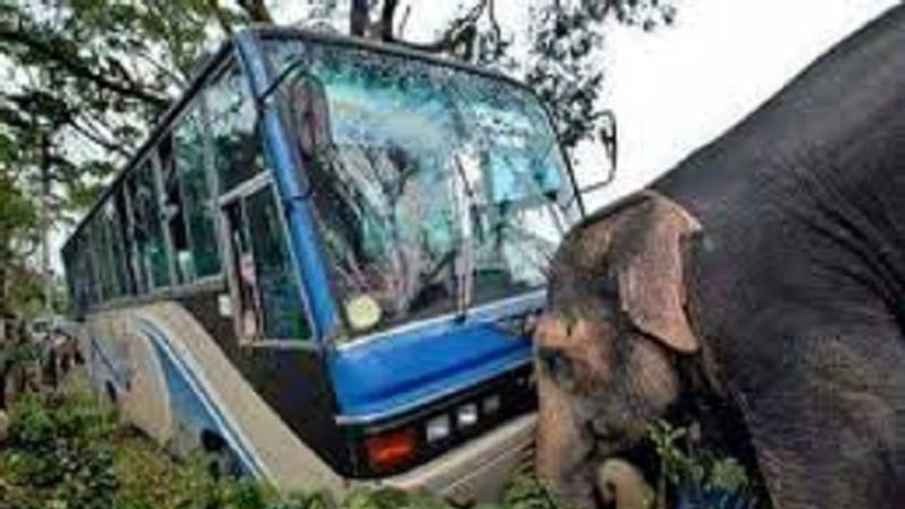 Fact Check: ಪ್ರಪಾತಕ್ಕೆ ಬೀಳುತ್ತಿದ್ದ ಬಸ್‌ ತಡೆದು ಪ್ರಾಣ ಉಳಿಸಿತಾ ಆನೆ?