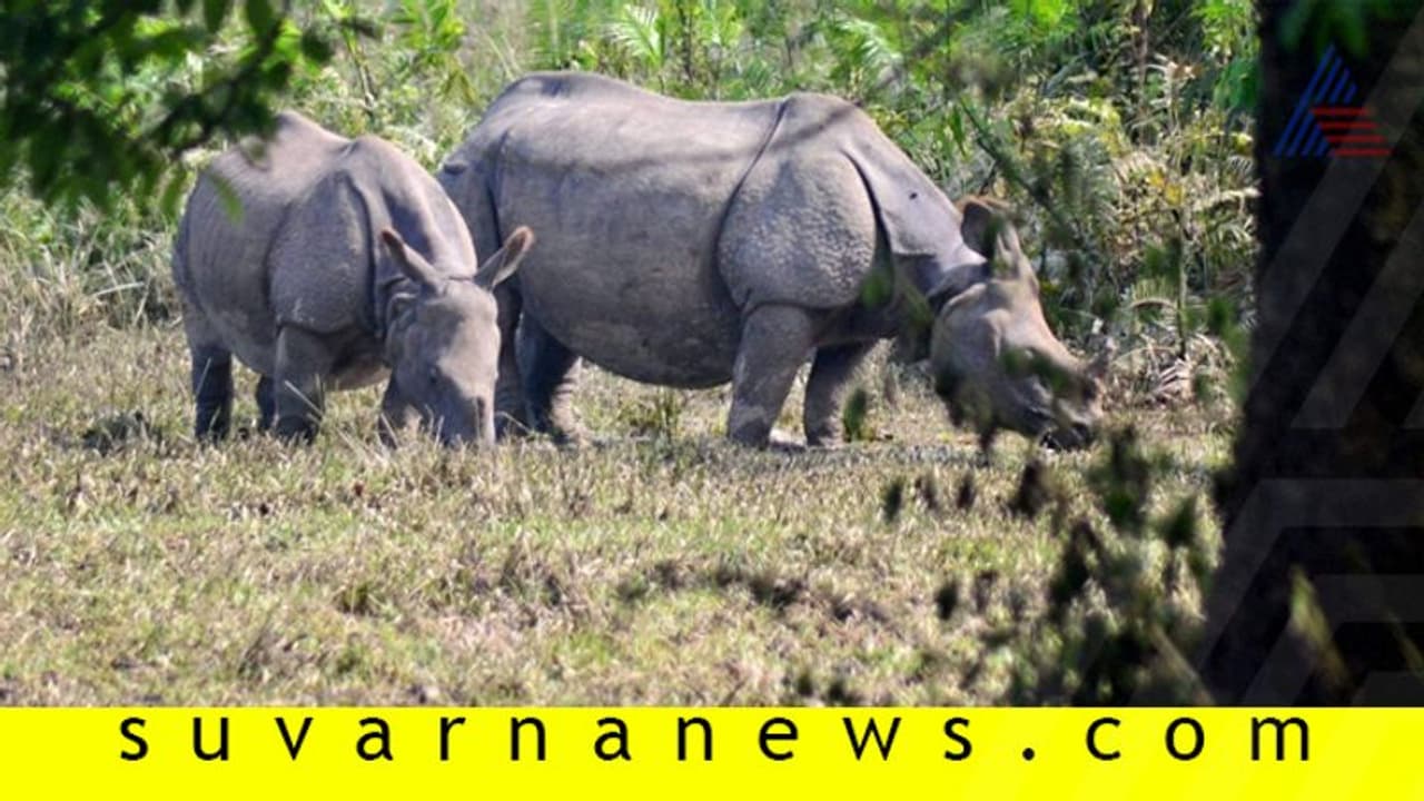 ಪ್ರಾಣಿ ರಕ್ಷಣೆಗೆ ಕಾಜೀರಂಗ ಉದ್ಯಾನದಲ್ಲಿ 36 ಕಿ.ಮೀ. ಉದ್ದದ ಫ್ಲೈಓವರ್? ಪ್ರಾಣಿ ರಕ್ಷಣೆಗೆ ಕಾಜೀರಂಗ ಉದ್ಯಾನದಲ್ಲಿ 36 ಕಿ.ಮೀ. ಉದ್ದದ ಫ್ಲೈಓವರ್?