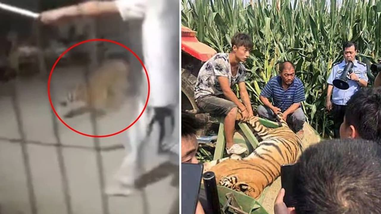 सर्कस में लोगों के बीच से भागा बाघ, फिर खौफनाक हालत में हुआ बरामद सर्कस में लोगों के बीच से भागा बाघ, फिर खौफनाक हालत में हुआ बरामद