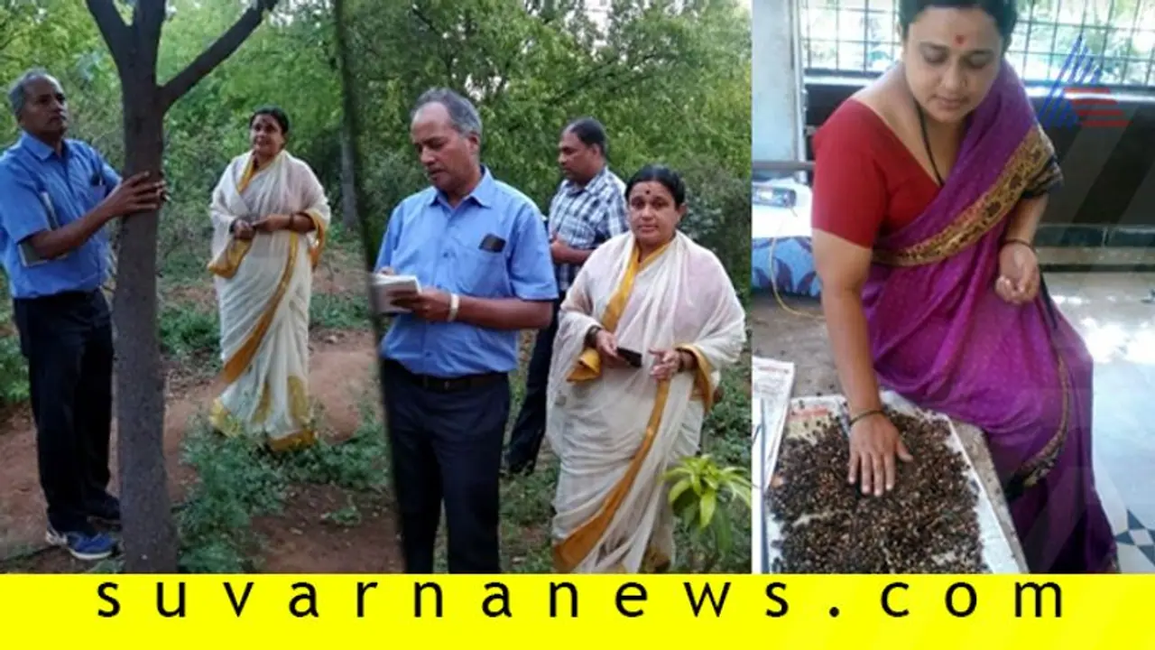 ಶ್ರೀಗಂಧ ಬೀಜ ಮಾರಿದ್ರೆ ಎಕ್ರೆಗೆ ಎರಡು ಲಕ್ಷ ಆದಾಯ! ಶ್ರೀಗಂಧ ಬೀಜ ಮಾರಿದ್ರೆ ಎಕ್ರೆಗೆ ಎರಡು ಲಕ್ಷ ಆದಾಯ!