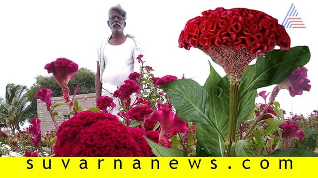 ಬೇಕಾಬಿಟ್ಟಿ ನೆಟ್ಟ ಗಿಡದಿಂದ ವಾರಕ್ಕೆ 2000 ರು. ಆದಾಯ ಬೇಕಾಬಿಟ್ಟಿ ನೆಟ್ಟ ಗಿಡದಿಂದ ವಾರಕ್ಕೆ 2000 ರು. ಆದಾಯ