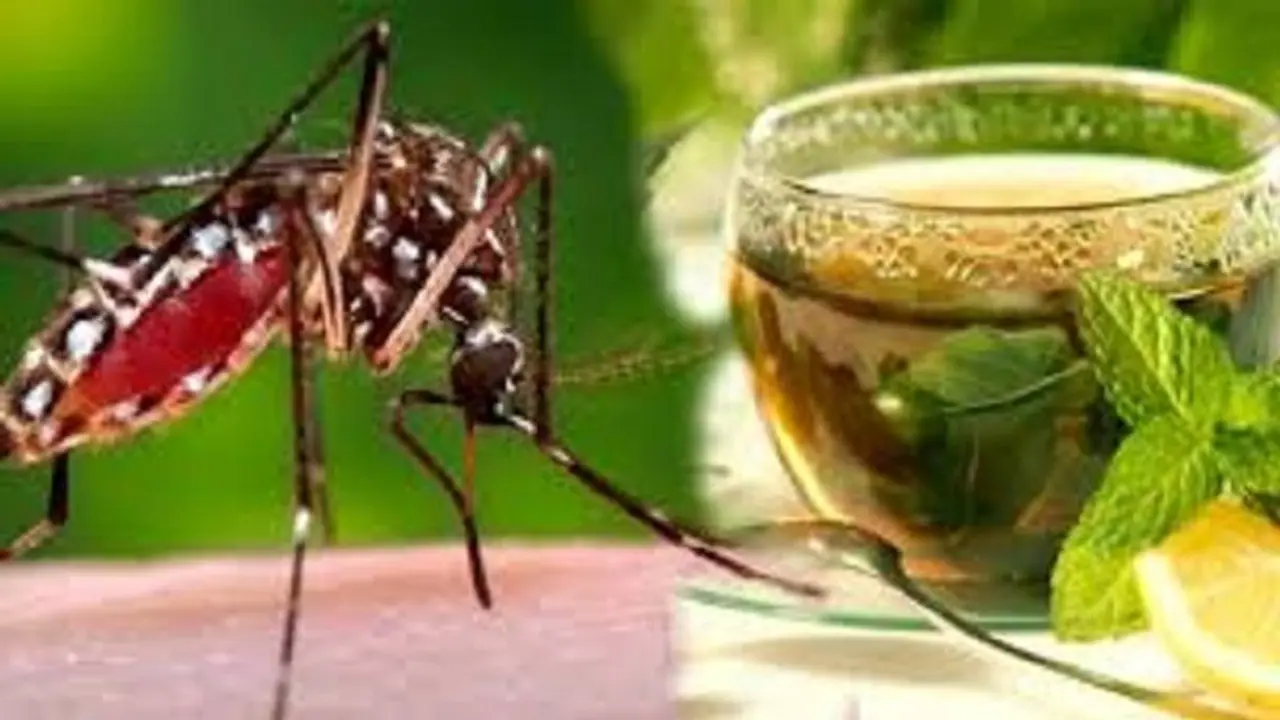 चिकनगुनिया हो सकता है जानलेवा, ये 5 घरेलू उपाय हैं कारगर