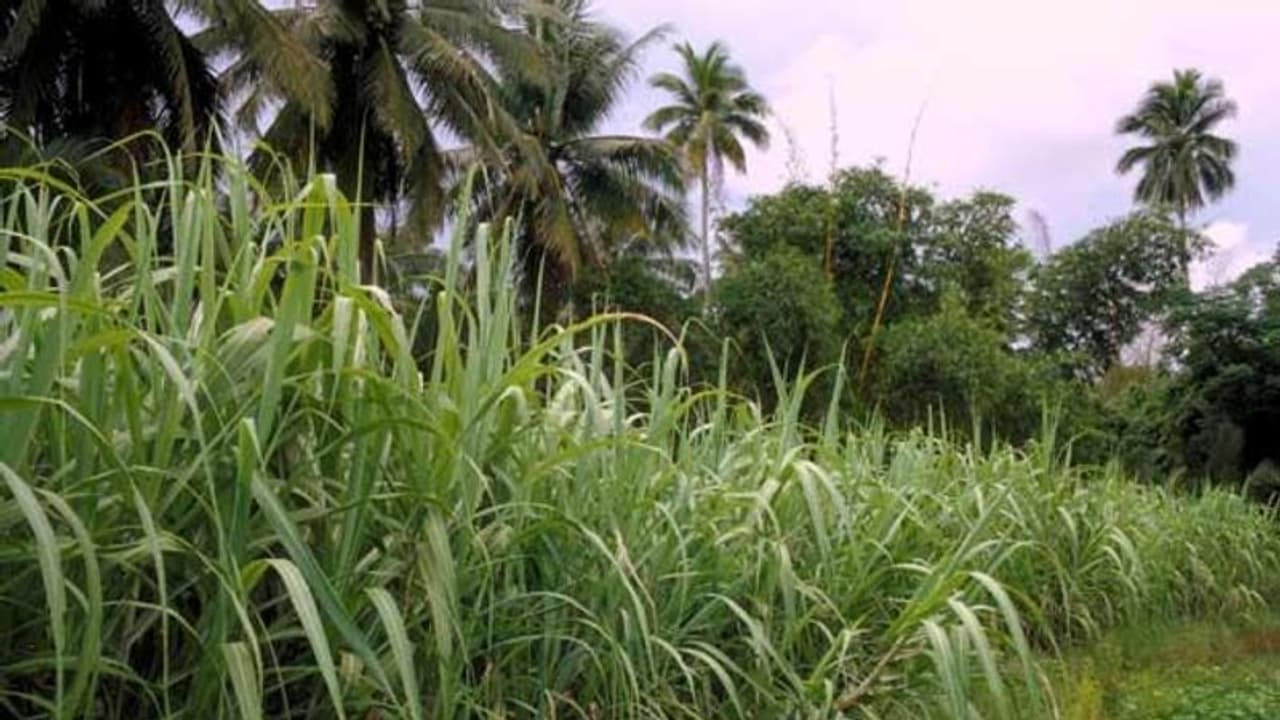 Mysuru : ಕಬ್ಬಿನ ದರ: ಸಿಎಂ ಜೊತೆ ಚರ್ಚಿಸಿ ತೀರ್ಮಾನ Mysuru : ಕಬ್ಬಿನ ದರ: ಸಿಎಂ ಜೊತೆ ಚರ್ಚಿಸಿ ತೀರ್ಮಾನ