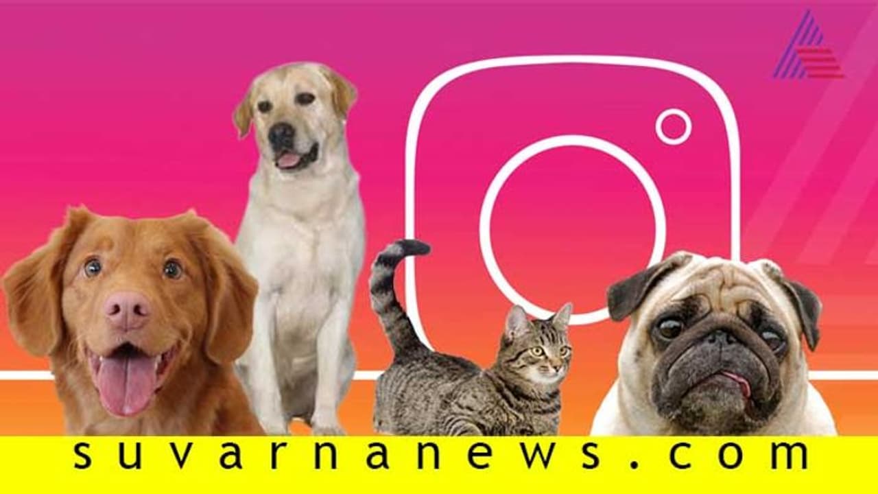 ಸ್ಟಾರ್ಗಳ ಸಾಕುಪ್ರಾಣಿಗಳಿಗೂ ಉಂಟು ಇನ್ಸ್ಟಾಅಕೌಂಟು ಸ್ಟಾರ್ಗಳ ಸಾಕುಪ್ರಾಣಿಗಳಿಗೂ ಉಂಟು ಇನ್ಸ್ಟಾಅಕೌಂಟು