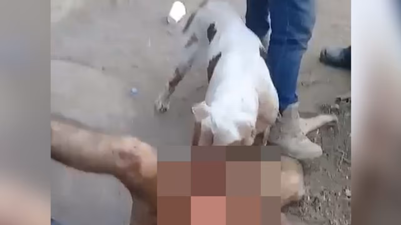 कुत्ते ने काटे रेपिस्ट के प्राइवेट पार्ट कुत्ते ने काटे रेपिस्ट के प्राइवेट पार्ट