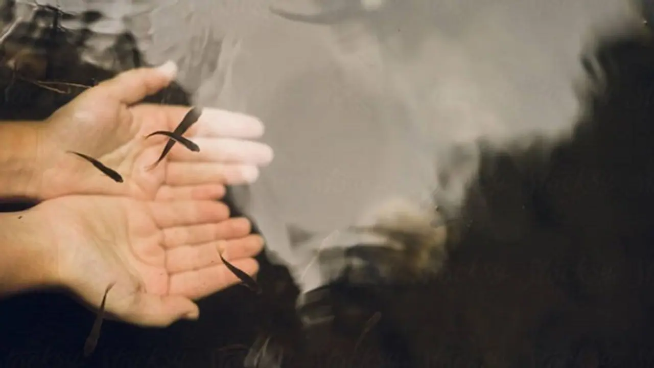 ಕೃಷಿ ಹೊಂಡಗಳ ಹೆಚ್ಚಳ: ಮೀನು ಮರಿಗಳಿಗೆ ಭಾರೀ ಬೇಡಿಕೆ ಕೃಷಿ ಹೊಂಡಗಳ ಹೆಚ್ಚಳ: ಮೀನು ಮರಿಗಳಿಗೆ ಭಾರೀ ಬೇಡಿಕೆ