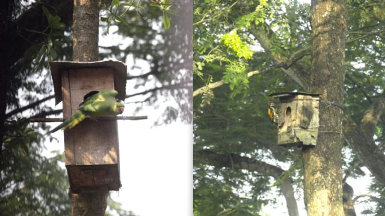 পক্ষীকূল বাঁচাতে অভিনব উদ্যোগ,অপ্রয়োজনীয় জিনিস দিয়ে কৃত্রিম বাসা বানিয়ে তাক লাগালেন ব্য়ক্তি পক্ষীকূল বাঁচাতে অভিনব উদ্যোগ,অপ্রয়োজনীয় জিনিস দিয়ে কৃত্রিম বাসা বানিয়ে তাক লাগালেন ব্য়ক্তি