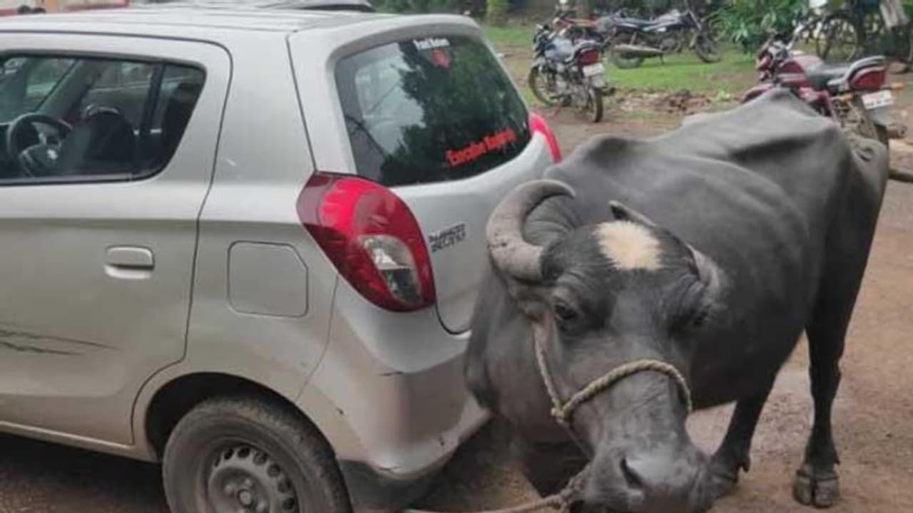 లంచం డిమాండ్ చేసిన తహాశీల్థార్: గేదెతో దిమ్మతిరిగేలా బుద్ది చెప్పిన బాధితుడు లంచం డిమాండ్ చేసిన తహాశీల్థార్: గేదెతో దిమ్మతిరిగేలా బుద్ది చెప్పిన బాధితుడు