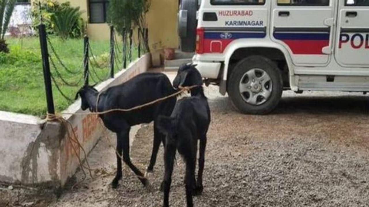 দারুণ তৎপর পুলিশ, 'গ্রেফতার' দুটি ছাগল, জরিমানা ১০০০ টাকা, কী তাদের অপরাধ জানেন দারুণ তৎপর পুলিশ, 'গ্রেফতার' দুটি ছাগল, জরিমানা ১০০০ টাকা, কী তাদের অপরাধ জানেন