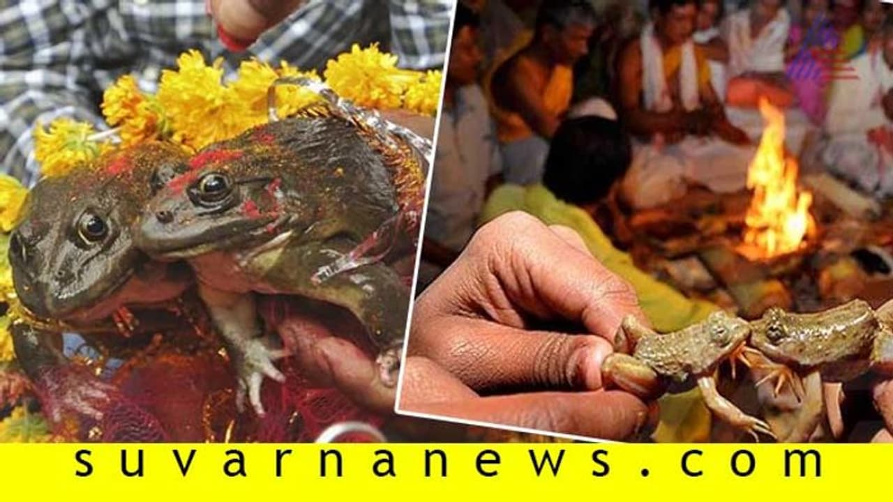 ಕಪ್ಪೆಗಳ ಭಾವನೆ ಕಸಿದ ಮೂಢನಂಬಿಕೆ: ಮದುವೆಯಾದ 2 ತಿಂಗಳಿಗೇ ವಿಚ್ಚೇದನ ಮಾಡ್ಸಿದ್ರು!