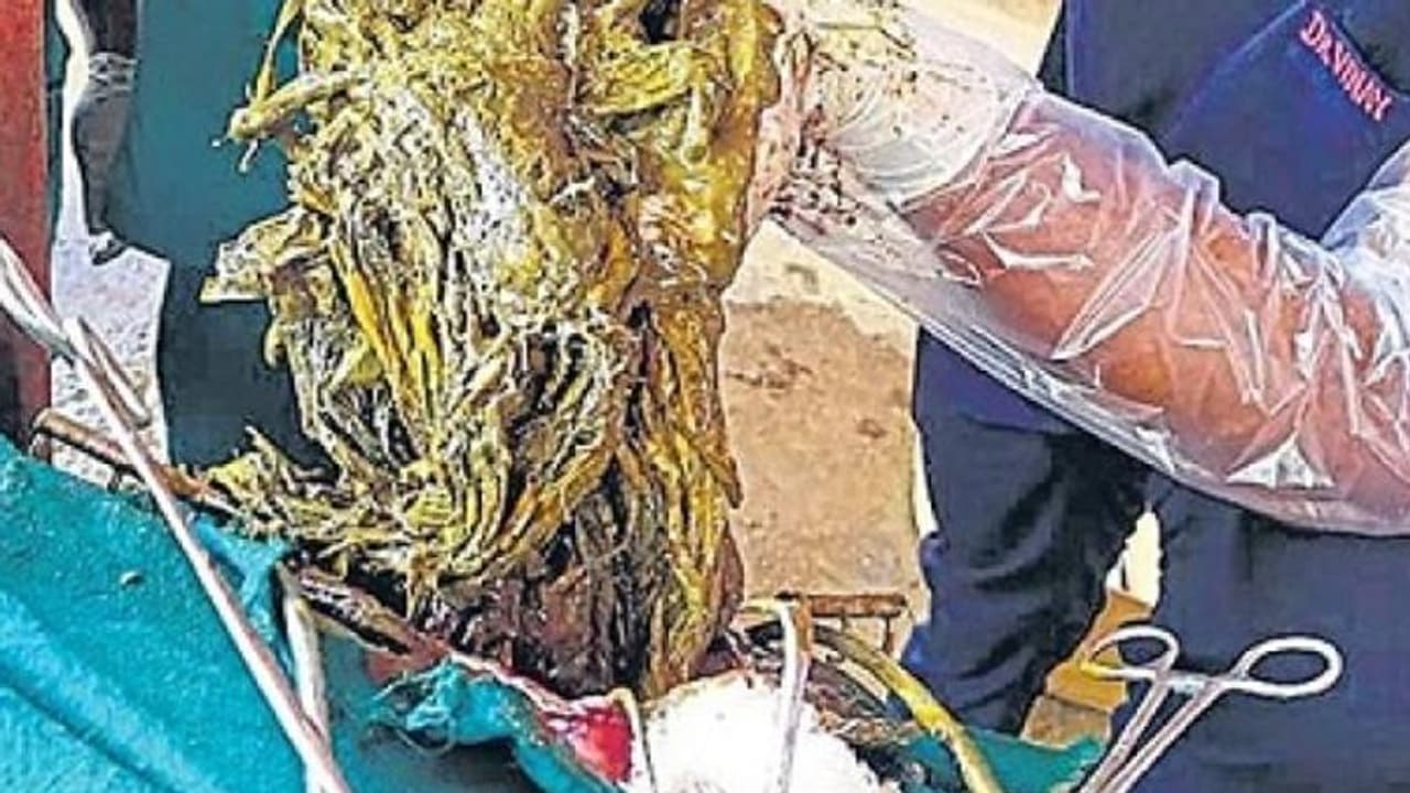 छड़ से पीटकर फाड़ दिया बैल का पेट, फिर अंदर से निकला 80 किलो कचरा छड़ से पीटकर फाड़ दिया बैल का पेट, फिर अंदर से निकला 80 किलो कचरा