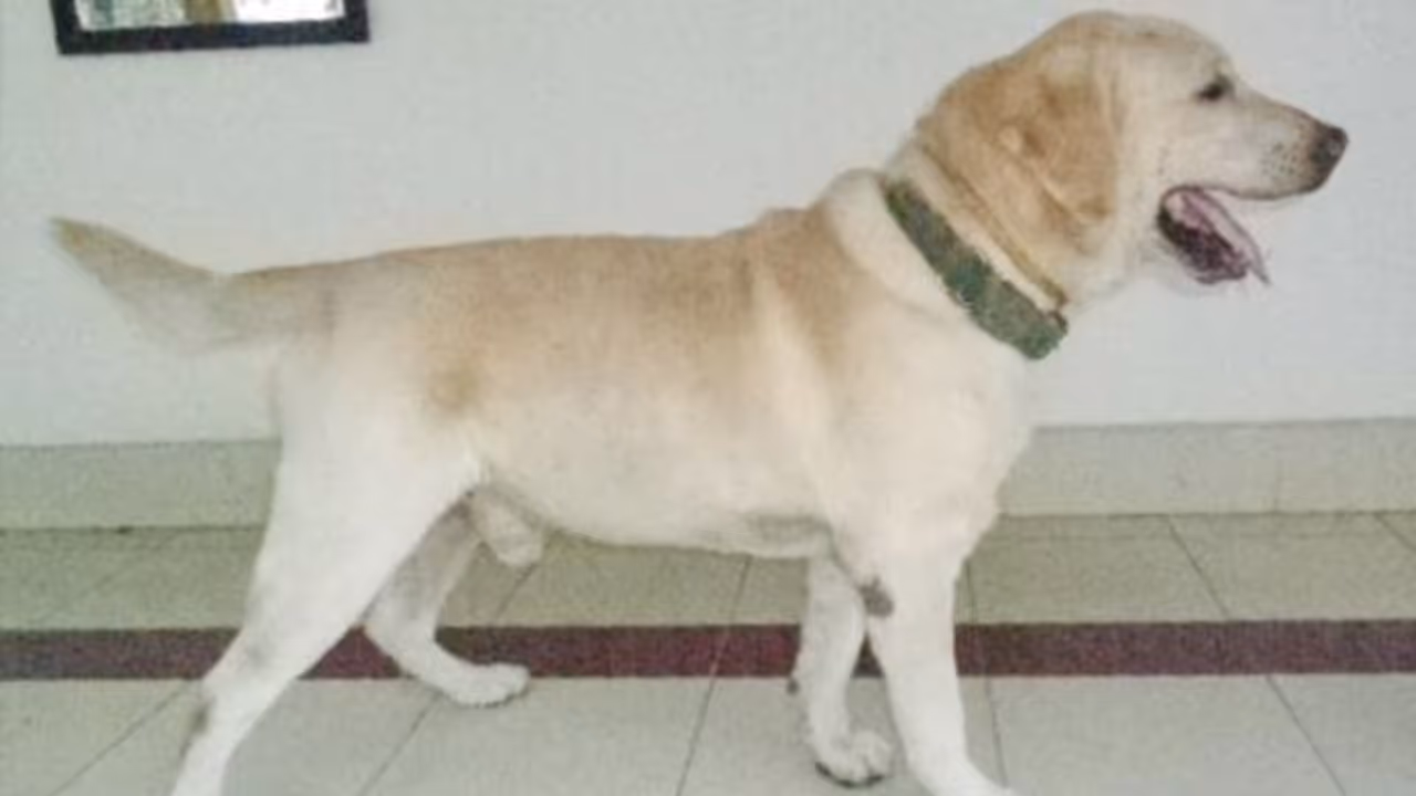 Defence minister Rajnath Singh condoles 9 year old canine hero Dutch's death