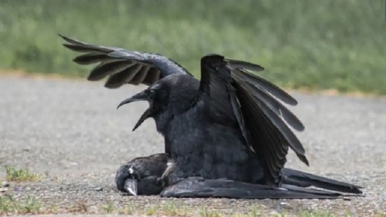 ಕಾಗೆಗಳ ಶವ ಸಂಭೋಗ: ಇದೆಂತಾ ವಿಚಿತ್ರ ನಡುವಳಿಕೆಯ ಪ್ರಯೋಗ!