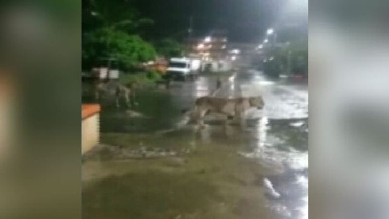 ಆಹಾರ ಅರಸುತ್ತಾ ಕಾಡಿನಿಂದ ನಾಡಿನೆಡೆ ಹೆಜ್ಜೆ ಹಾಕಿದ ಸಿಂಹಗಳು! ಆಹಾರ ಅರಸುತ್ತಾ ಕಾಡಿನಿಂದ ನಾಡಿನೆಡೆ ಹೆಜ್ಜೆ ಹಾಕಿದ ಸಿಂಹಗಳು!