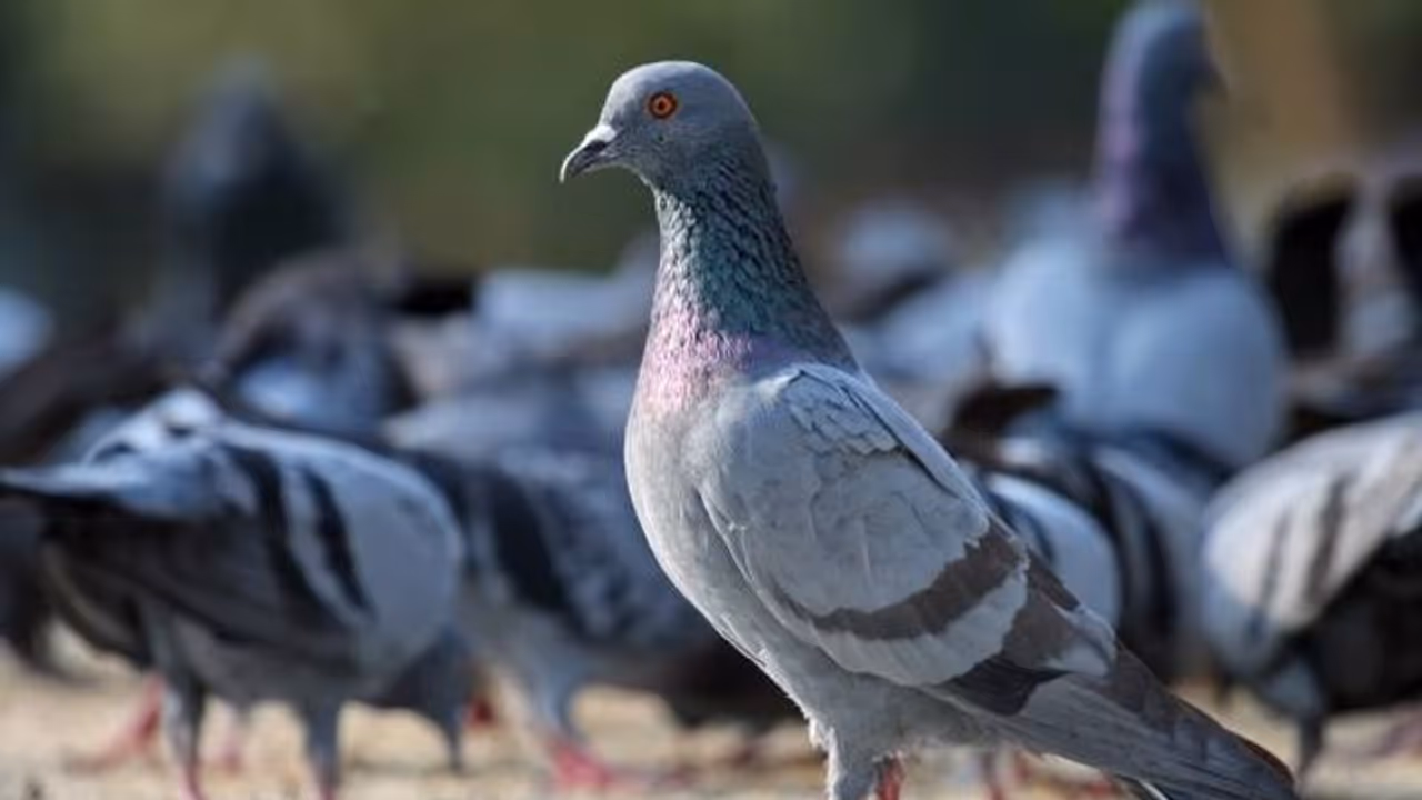 चीन सरकार ने जारी किया खास आदेश, 15 दिनों तक कबूतरों के उड़ने पर रोक