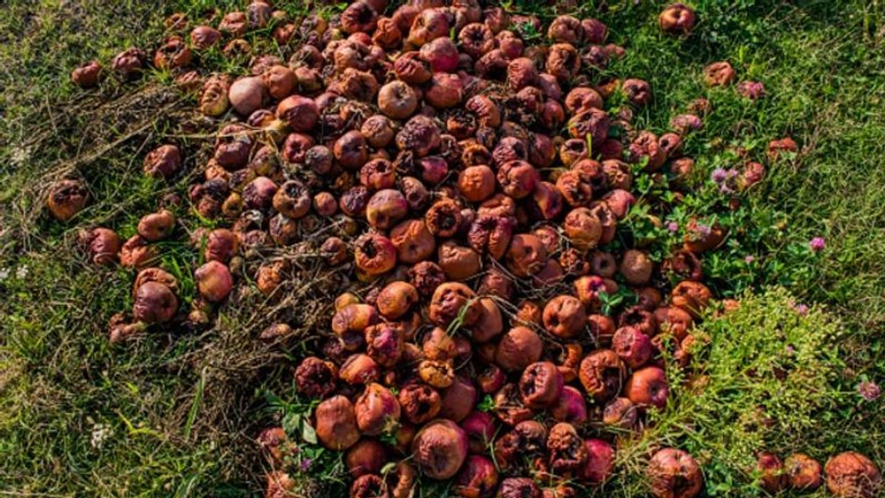 কাশ্মীরে অশান্তি ছড়াতে জঙ্গিদের নতুন কৌশল, শুরু হল আপেল যুদ্ধ কাশ্মীরে অশান্তি ছড়াতে জঙ্গিদের নতুন কৌশল, শুরু হল আপেল যুদ্ধ