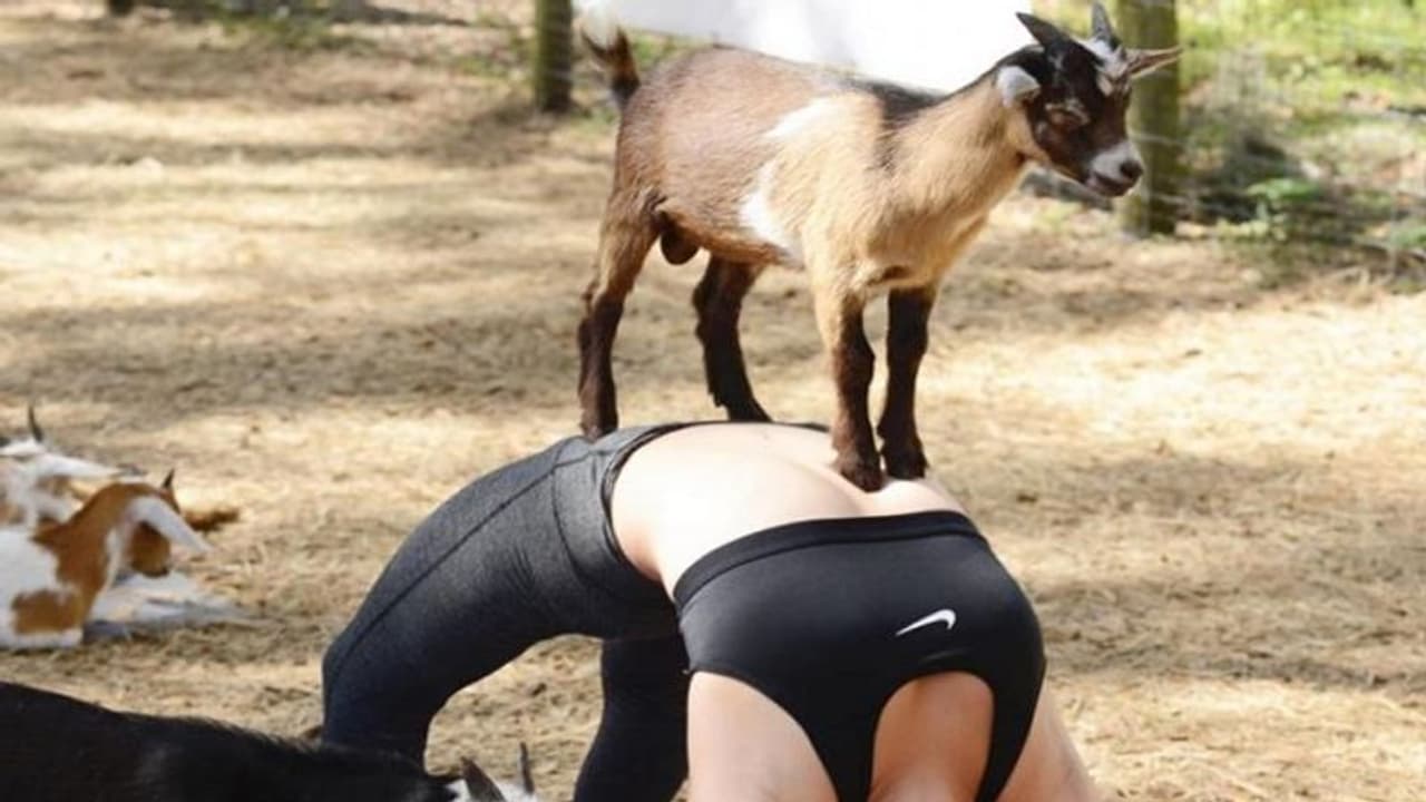 मुश्किल आसन करती दिखेंगी बकरियां, 500 लोगों के साथ करेंगी योगा मुश्किल आसन करती दिखेंगी बकरियां, 500 लोगों के साथ करेंगी योगा