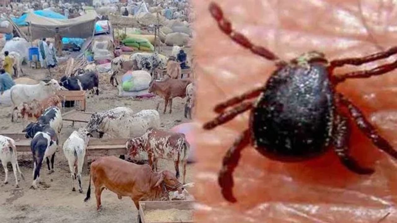 भारत पहुंची ये जानलेवा बीमारी भारत पहुंची ये जानलेवा बीमारी