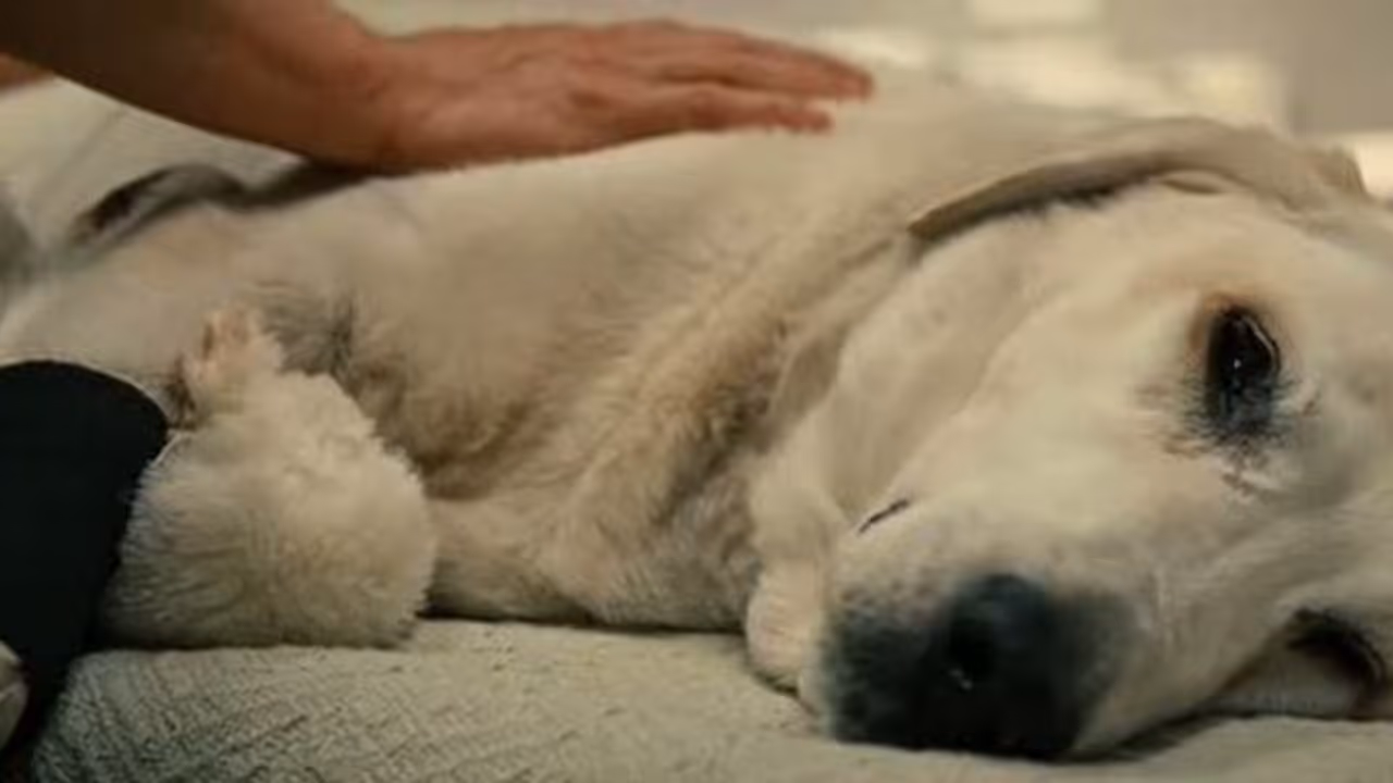 ವೈರಲ್ ಆಯ್ತು ಪಬ್ಲಿಕ್ ಸ್ಟೋರ್ನಲ್ಲಿ ನಿದ್ರಿಸಿದ ಶ್ವಾನದ ಫೋಟೋ..! ವೈರಲ್ ಆಯ್ತು ಪಬ್ಲಿಕ್ ಸ್ಟೋರ್ನಲ್ಲಿ ನಿದ್ರಿಸಿದ ಶ್ವಾನದ ಫೋಟೋ..!