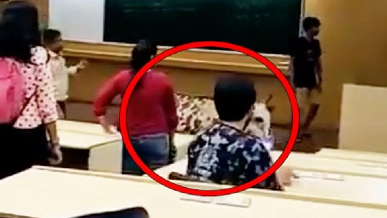 Cows preparing for JEE? Video of these animals gate crashing IIT B  goes viral