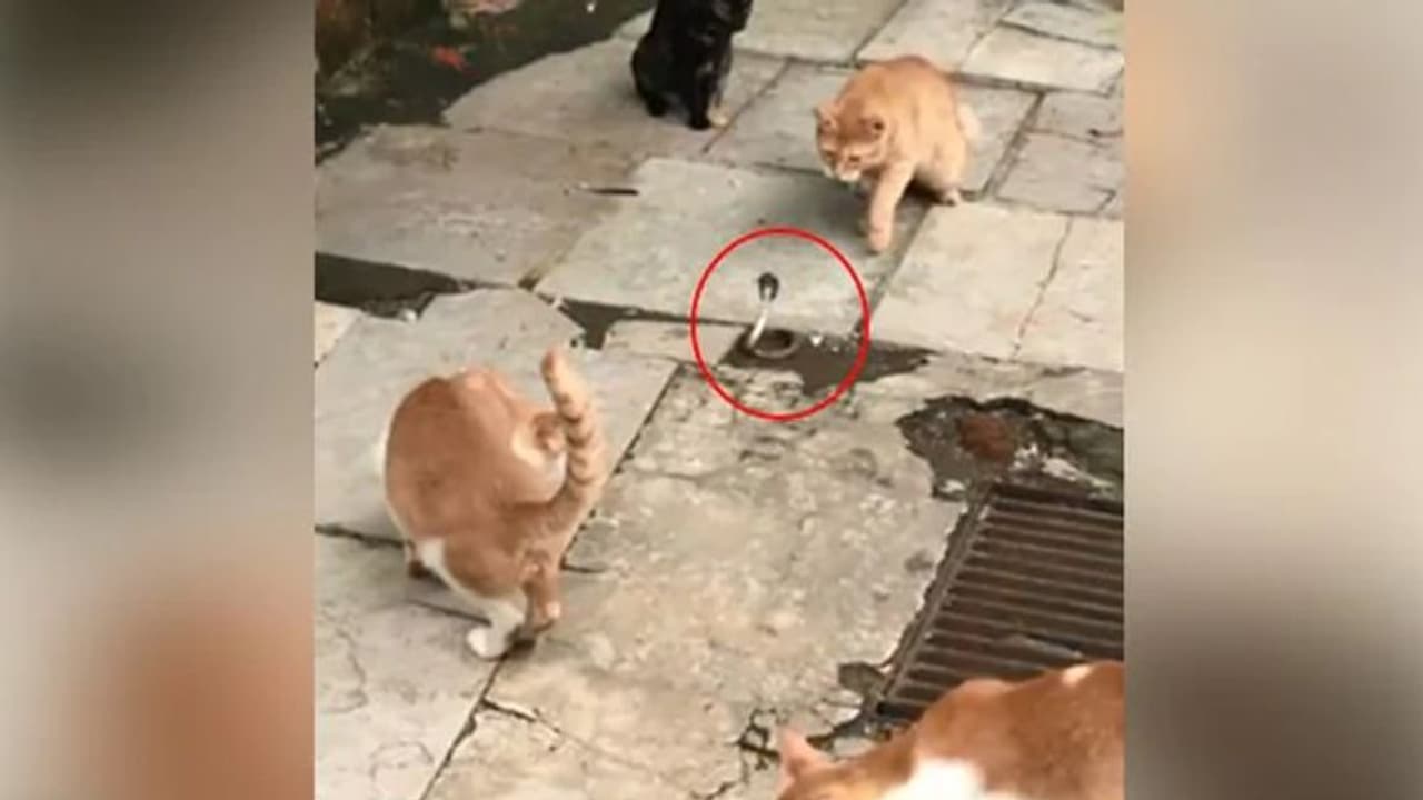 റോഡിലിറങ്ങിയ പാമ്പിനെ നേരിട്ട് പൂച്ചകള്, വീഡിയോ പിടിച്ച് ബോളിവുഡ് താരം റോഡിലിറങ്ങിയ പാമ്പിനെ നേരിട്ട് പൂച്ചകള്, വീഡിയോ പിടിച്ച് ബോളിവുഡ് താരം