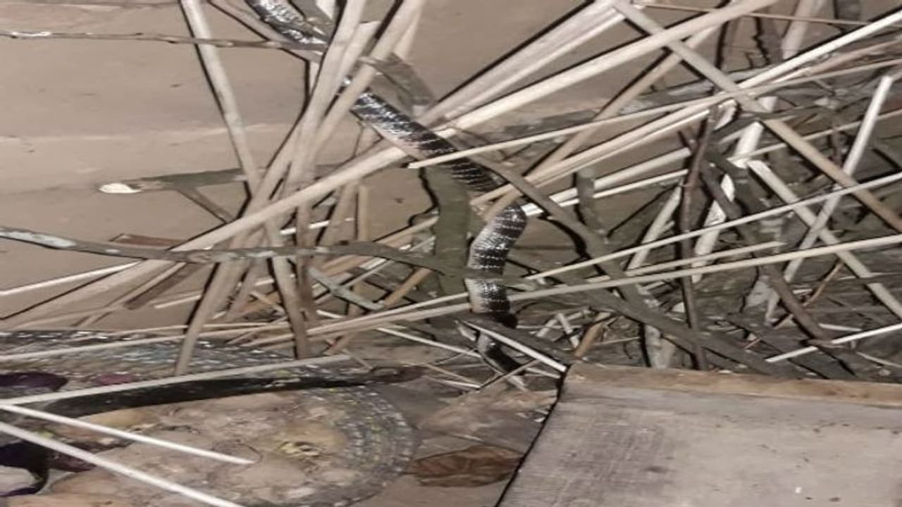 শোওয়ার ঘরে বিষধর সাপ, হাসপাতালে নিয়ে গিয়েও হল না শেষ রক্ষা শোওয়ার ঘরে বিষধর সাপ, হাসপাতালে নিয়ে গিয়েও হল না শেষ রক্ষা