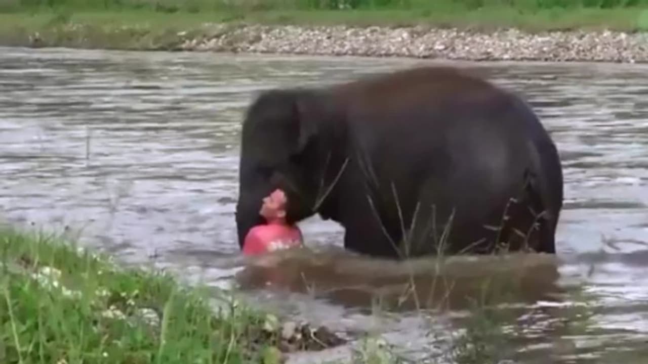 उफनती नदी में डूब रहा था शख्स, अचानक नदी में कूद पड़ा नन्हा हाथी और... उफनती नदी में डूब रहा था शख्स, अचानक नदी में कूद पड़ा नन्हा हाथी और...