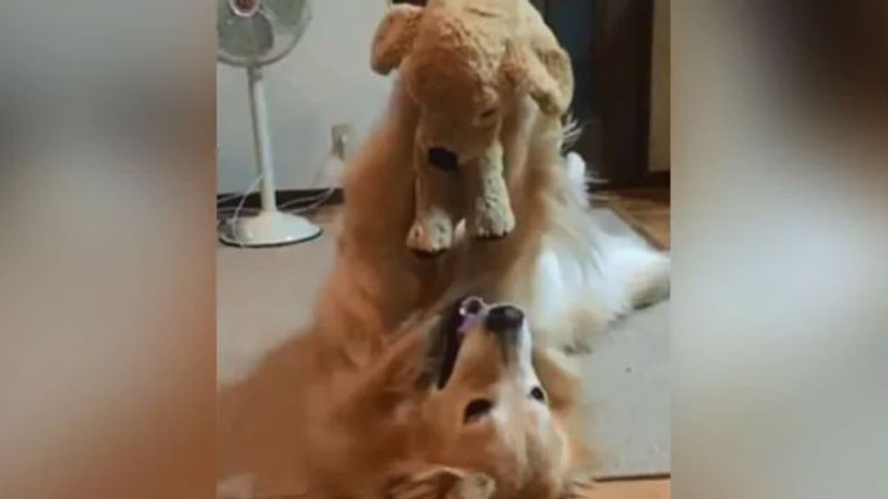 ജീവനില്ലാത്ത 'പപ്പി'യെ കൊഞ്ചുന്ന പട്ടിയമ്മ; വൈറലായി വീഡിയോ ജീവനില്ലാത്ത 'പപ്പി'യെ കൊഞ്ചുന്ന പട്ടിയമ്മ; വൈറലായി വീഡിയോ