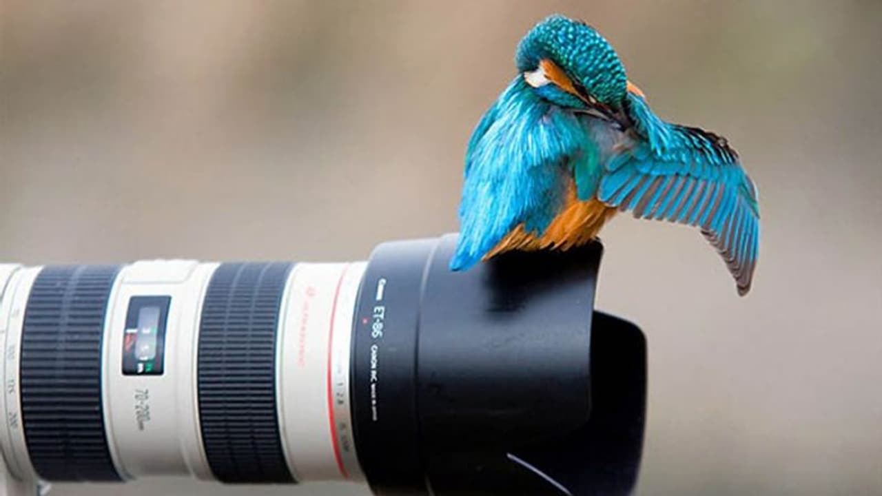 লকডাউনে বাড়িতে বসে অনলাইনে শিখুন ফটোগ্রাফি, বিনামূল্যে শেখার সুযোগ দিচ্ছে নিকন লকডাউনে বাড়িতে বসে অনলাইনে শিখুন ফটোগ্রাফি, বিনামূল্যে শেখার সুযোগ দিচ্ছে নিকন