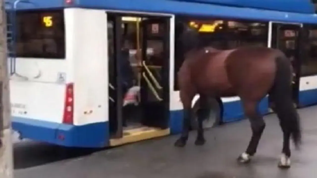जब घोड़े ने बस में सफर करना चाहा, जानें फिर क्या हुआ जब घोड़े ने बस में सफर करना चाहा, जानें फिर क्या हुआ