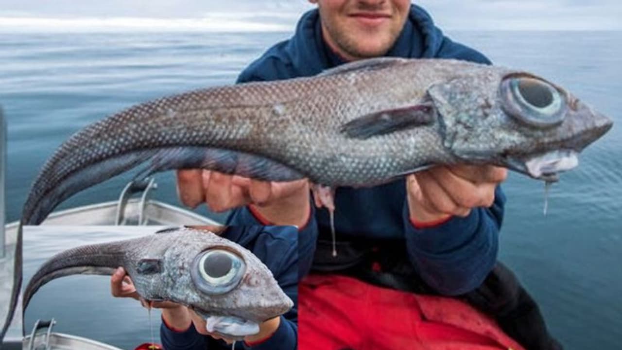 ചൂണ്ടയില് കുടുങ്ങി 'വിചിത്ര മത്സ്യം'; വൈറലായി ചിത്രങ്ങള് ചൂണ്ടയില് കുടുങ്ങി 'വിചിത്ര മത്സ്യം'; വൈറലായി ചിത്രങ്ങള്