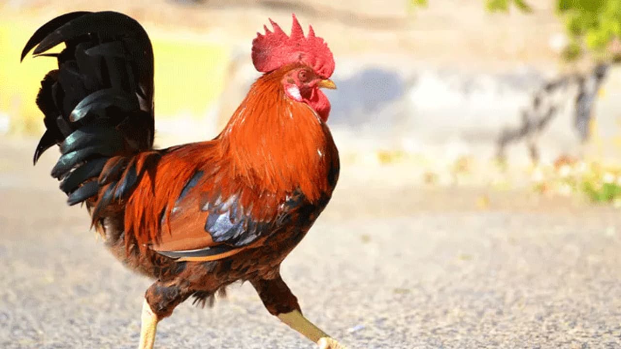 पुलिस थाने में आया एक बड़ा ही दिलचस्प मामला, मुर्गे की वजह से दहशत में है एक शख्स