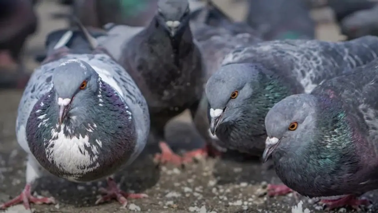 'പ്രാവ് തൂറീന്നാ തോന്നുന്നേ...'; പ്രാവ് ശല്യത്തേക്കുറിച്ച് പരാതിപ്പെട്ട ജനപ്രതിനിധിക്ക് ലൈവിനിടെ സംഭവിച്ചത്! 'പ്രാവ് തൂറീന്നാ തോന്നുന്നേ...'; പ്രാവ് ശല്യത്തേക്കുറിച്ച് പരാതിപ്പെട്ട ജനപ്രതിനിധിക്ക് ലൈവിനിടെ സംഭവിച്ചത്!