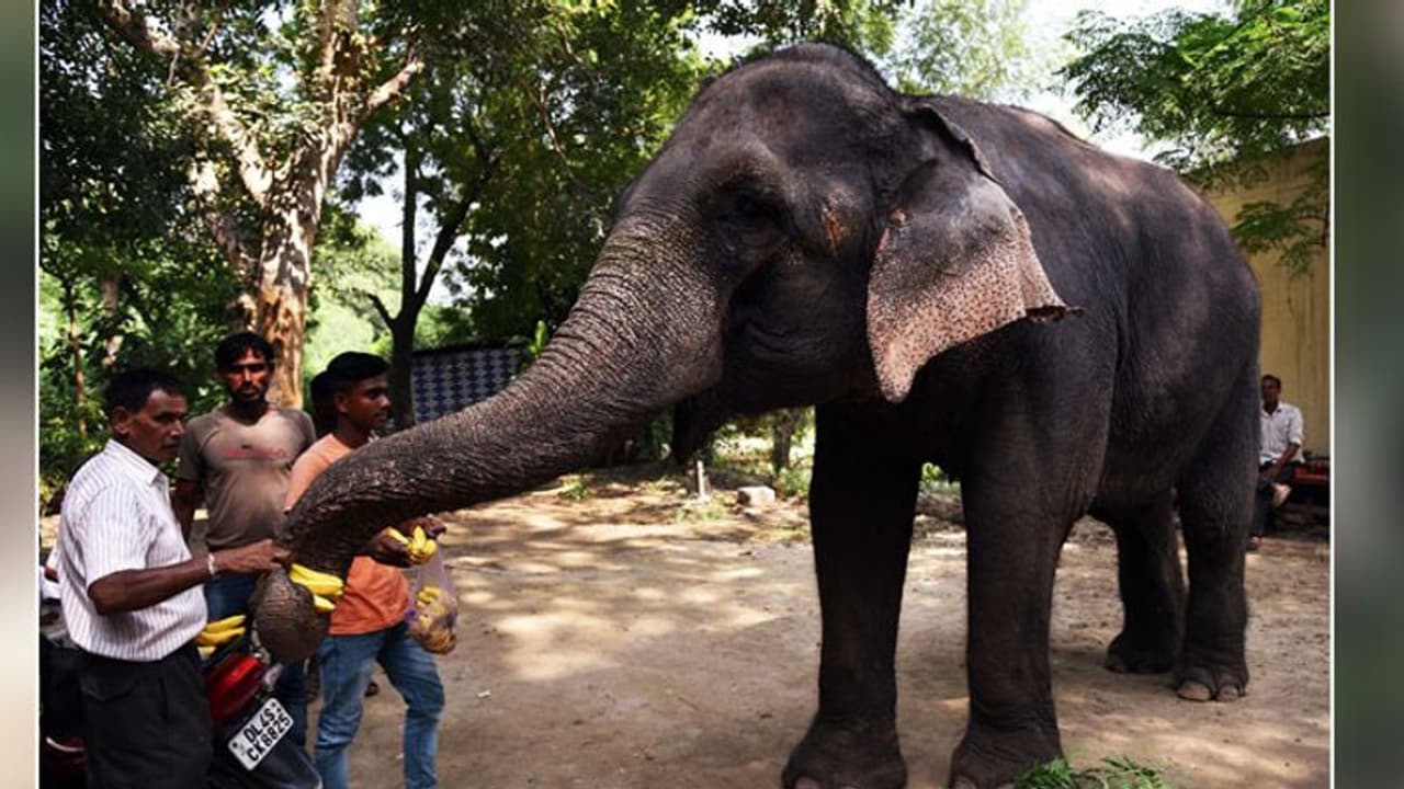 ಗ್ರಾಮದೊಳಗೆ ಕಾಡಾನೆಯ ಗಂಭೀರ ನಡಿಗೆ..! ಹೋಗಪ್ಪಾ ಹೋಗು ಎಂದ್ರು ಜನ