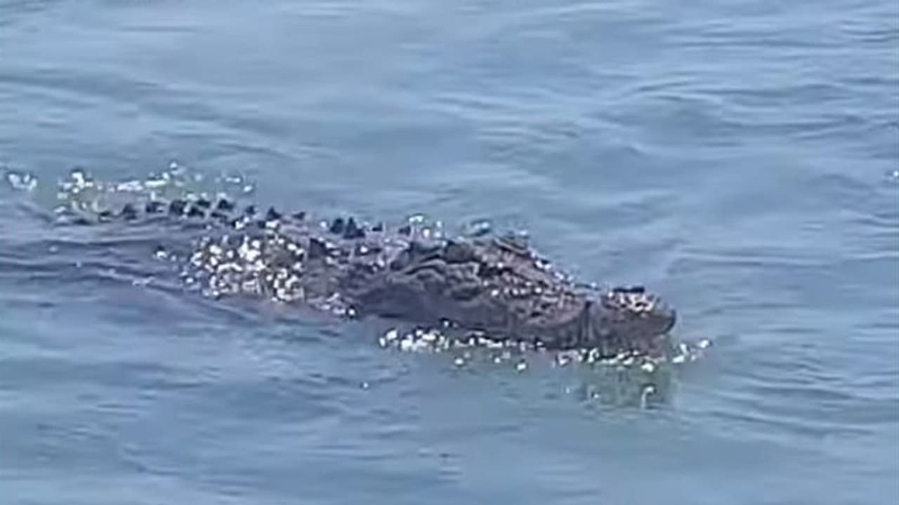 ಗೆಳತಿ ರಕ್ಷಿಸಲು ಮೊಸಳೆ ಕಣ್ಣಿಗೆ ತಿವಿದ ಧೀರ ಬಾಲಕಿ! ಗೆಳತಿ ರಕ್ಷಿಸಲು ಮೊಸಳೆ ಕಣ್ಣಿಗೆ ತಿವಿದ ಧೀರ ಬಾಲಕಿ!