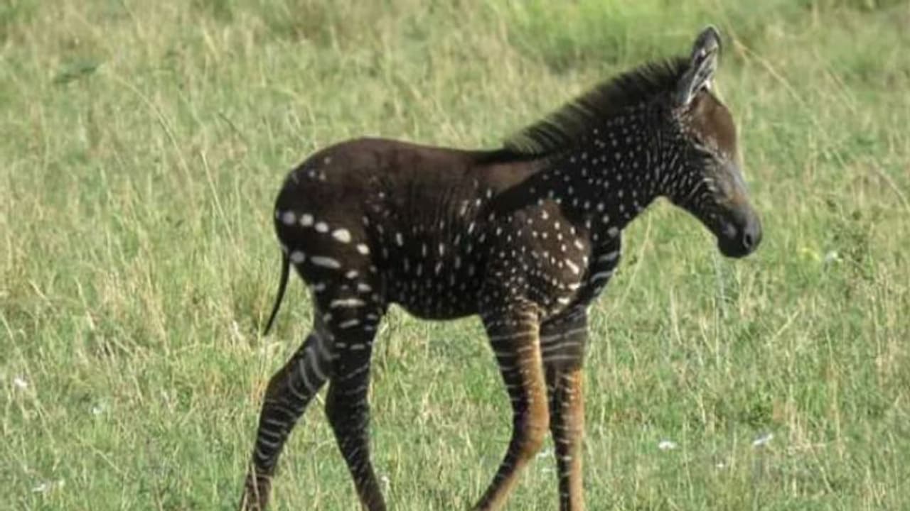 കറുപ്പും വെളുപ്പും വരകളില്ലാത്ത സീബ്ര; കാരണം എന്തെന്നറിയാമോ... കറുപ്പും വെളുപ്പും വരകളില്ലാത്ത സീബ്ര; കാരണം എന്തെന്നറിയാമോ...