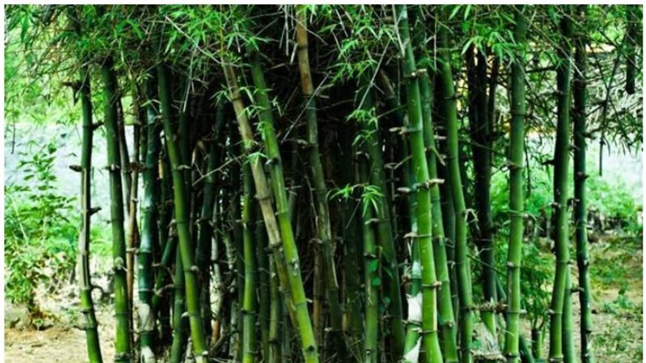 Here's how Bamboo is bringing development in Jharkhand