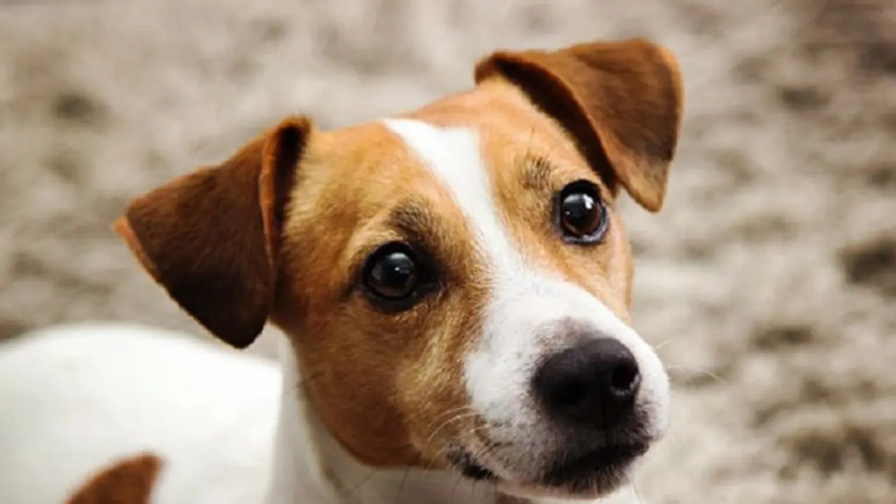 Dog dies trying to alert family of fire