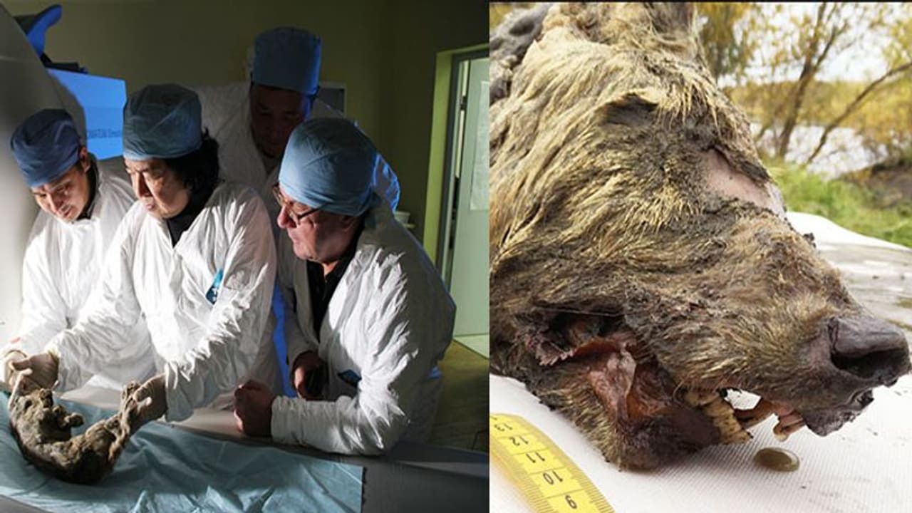 40,000 വർഷങ്ങൾക്കിപ്പുറവും നിലയ്ക്കാത്ത ഗർജ്ജനം; കണ്ടെത്തിയത് അതിഭീമന് ചെന്നായ്ത്തല? 40,000 വർഷങ്ങൾക്കിപ്പുറവും നിലയ്ക്കാത്ത ഗർജ്ജനം; കണ്ടെത്തിയത് അതിഭീമന് ചെന്നായ്ത്തല?