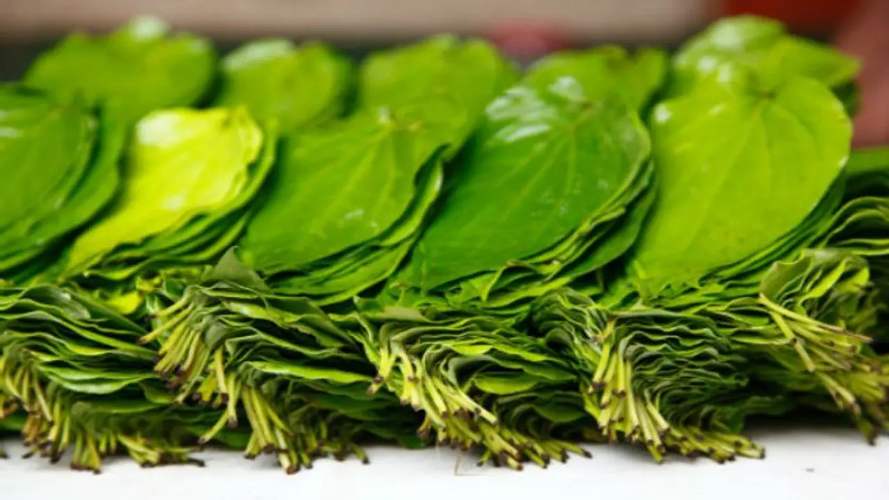 শুধু মুখশুদ্ধিই নয় পান পাতা যত্ন নিতে পারে আপনার ত্বক এবং চুলেরও, জেনে নিন উপায় শুধু মুখশুদ্ধিই নয় পান পাতা যত্ন নিতে পারে আপনার ত্বক এবং চুলেরও, জেনে নিন উপায়