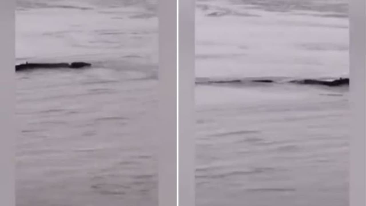 രാക്ഷസപ്പാമ്പോ കൂറ്റന്‍ മത്സ്യമോ?; 'വിചിത്രജീവി'യെ ഒടുവില്‍ തിരിച്ചറിഞ്ഞു