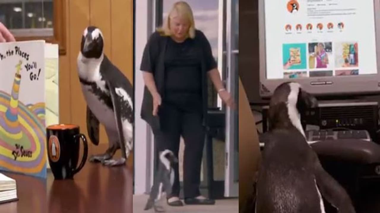 പെന്ഗ്വിന് ബുക്സിന്റെ ഓഫീസില് ജോലി ചെയ്യാന് ശരിക്കും പെന്ഗ്വിന്; രസകരമായ വീഡിയോ പെന്ഗ്വിന് ബുക്സിന്റെ ഓഫീസില് ജോലി ചെയ്യാന് ശരിക്കും പെന്ഗ്വിന്; രസകരമായ വീഡിയോ