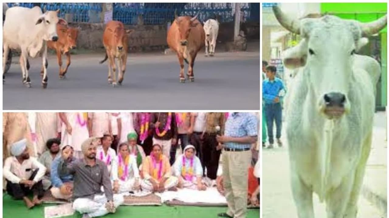 ഒരു മാസത്തിനിടെ തെരുവുപശുക്കൾ കാരണം മരിച്ചത് അഞ്ചു പേർ, മൻസയിൽ സംഘർഷാവസ്ഥ ഒരു മാസത്തിനിടെ തെരുവുപശുക്കൾ കാരണം മരിച്ചത് അഞ്ചു പേർ, മൻസയിൽ സംഘർഷാവസ്ഥ