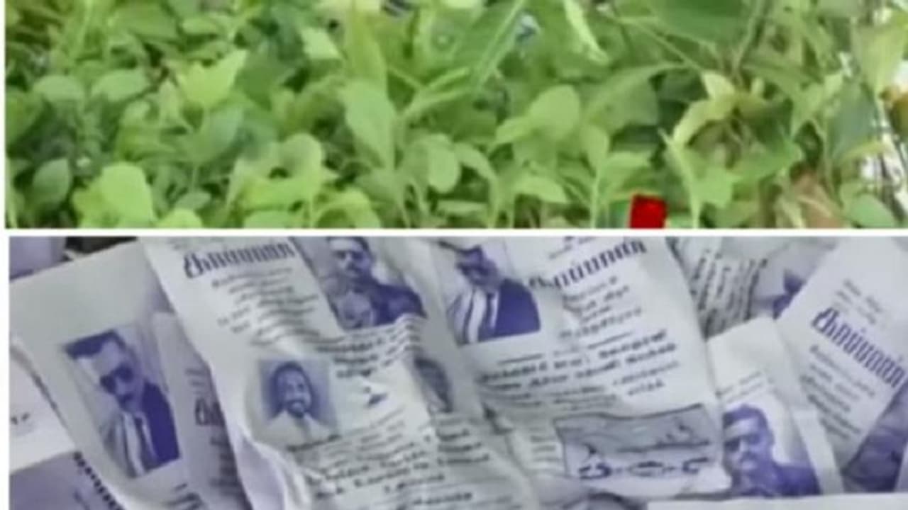 பேனருக்குப் பதில் விதைப் பந்துகள், மரக் கன்றுகள் ! காப்பான் பட வெளியீட்டில் அசத்திய சூர்யா ரசிகர்கள் !! பேனருக்குப் பதில் விதைப் பந்துகள், மரக் கன்றுகள் ! காப்பான் பட வெளியீட்டில் அசத்திய சூர்யா ரசிகர்கள் !!